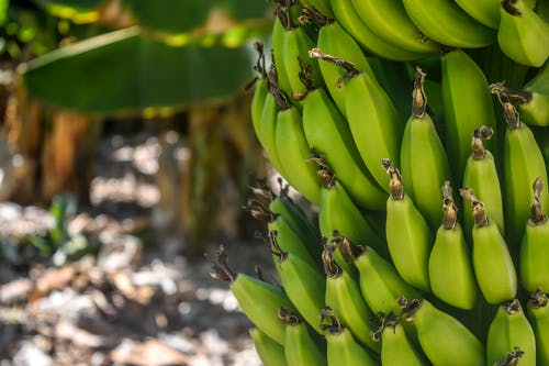 Can Consuming Banana Peels Assist You Lose Weight?