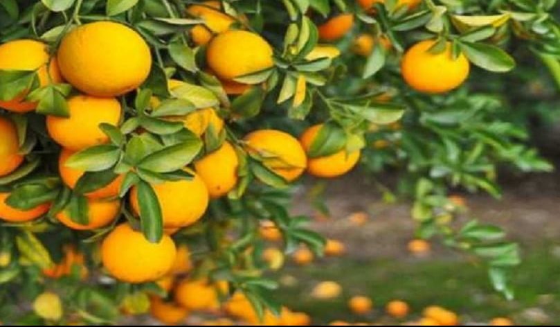 Orange fruit health benefit or disadvantage