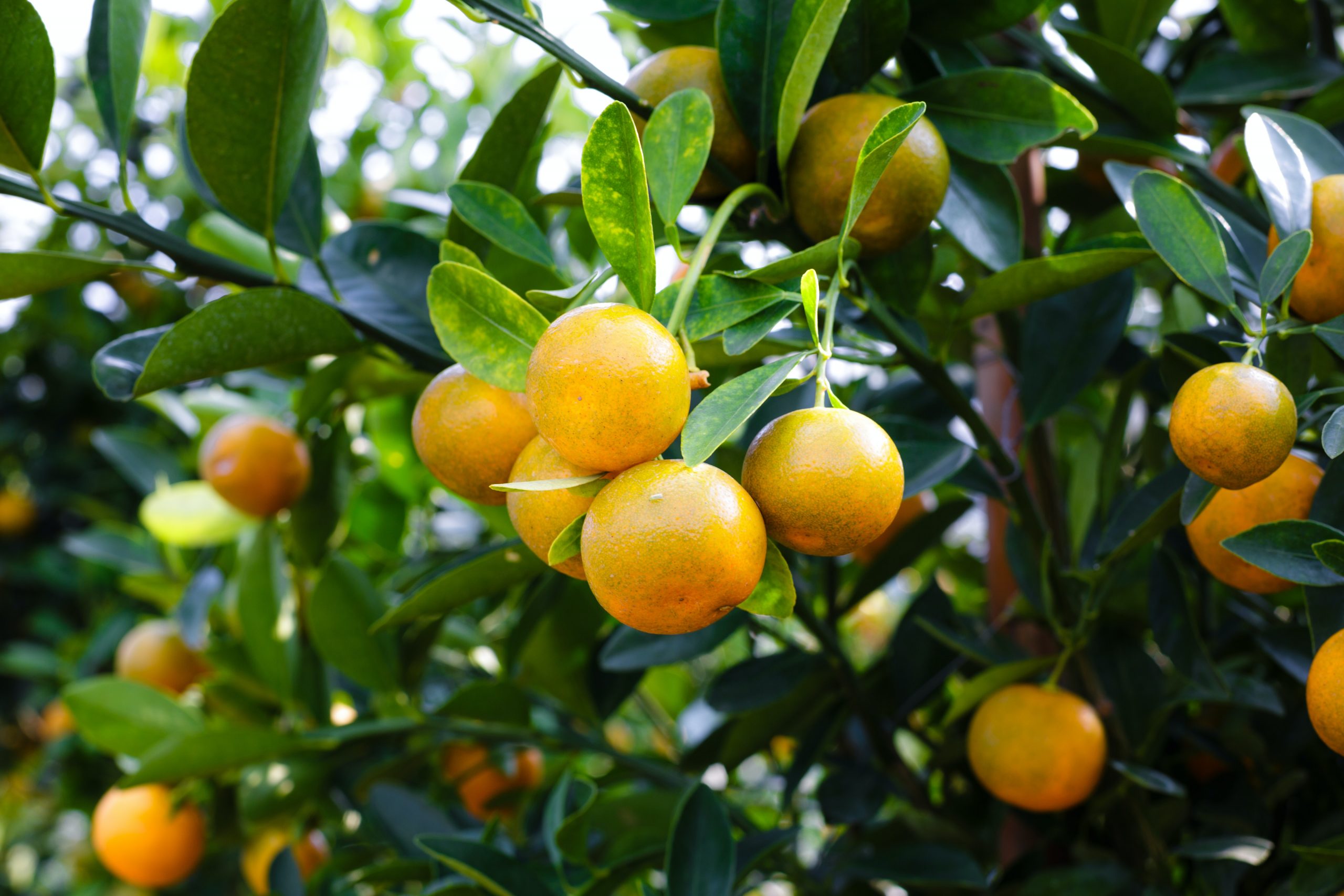 Orange fruit health benefit or disadvantage